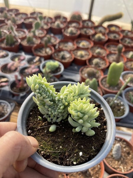 المرجان الأخضر