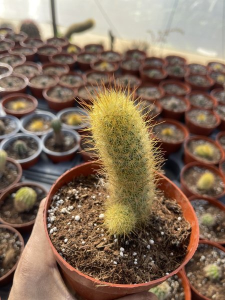 الشعلة الذهبية