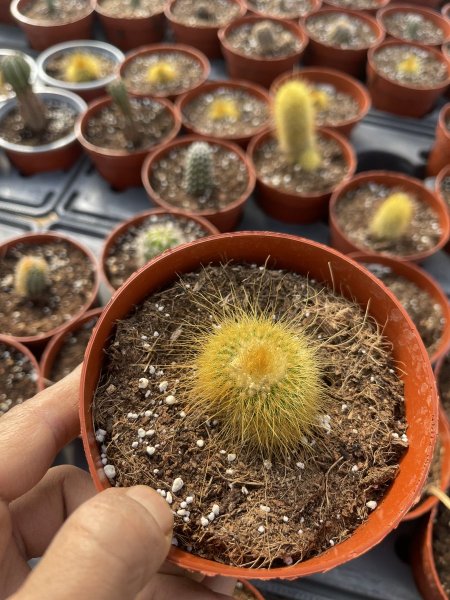 الهالة الذهبية