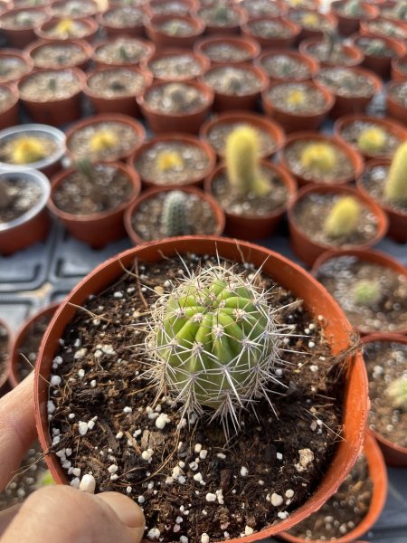 اللؤلؤة البيضاء