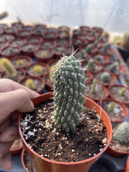 البرج الحلزوني