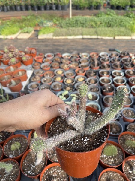 المرجان القطني