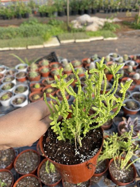 سلاسل الزمرد