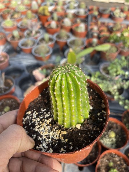 العمود الزمردي