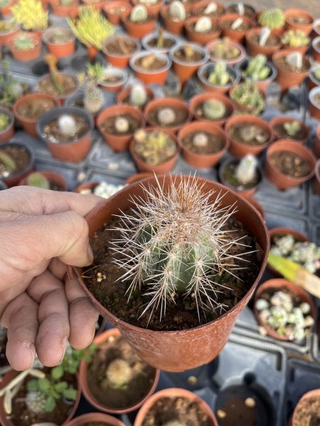 ميلوكاكتوس