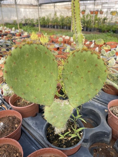 الأوبونتيا