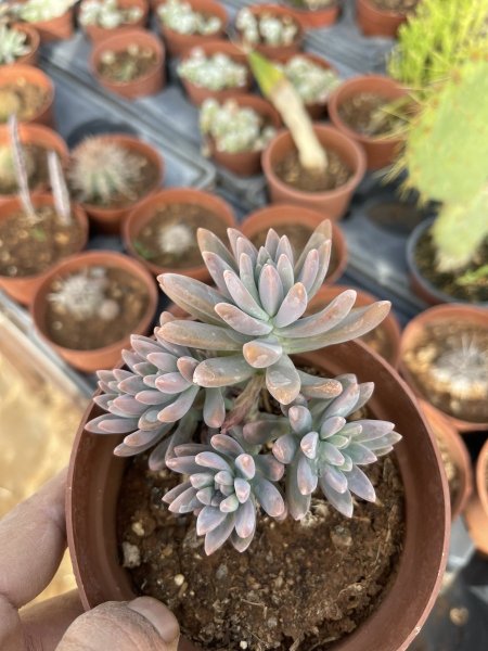 باتشيفيتوم