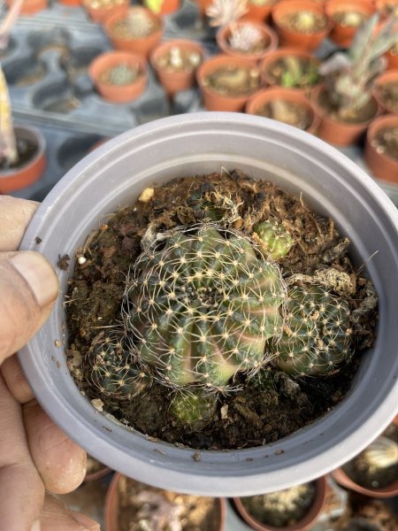 جمنوكاليسيوم