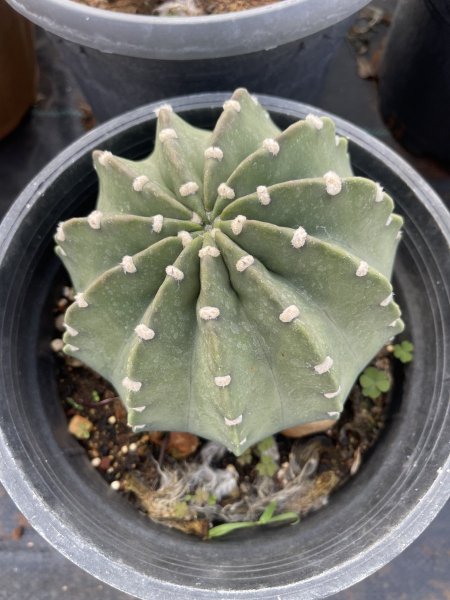 أستروفيتوم