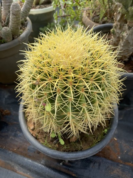 الكرسي الذهبي