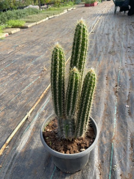 بيلوسوسيريوس