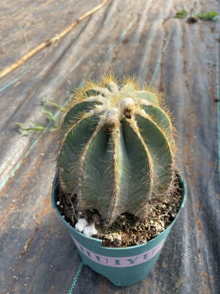 نوتوكاكتوس