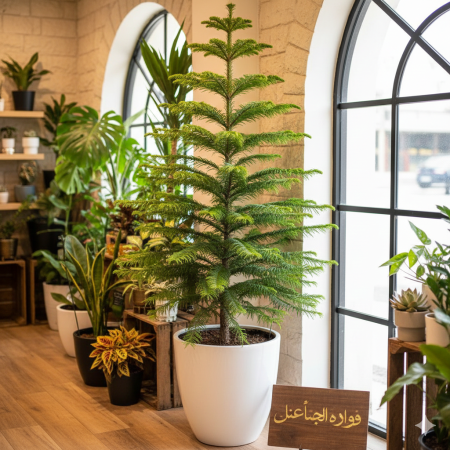 أروكاريا (صنوبر نورفولك)