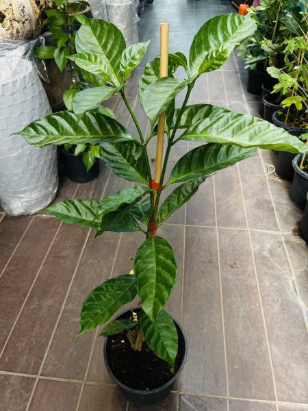 دبرمنتانا ( الجاردينيا الكاذبة )