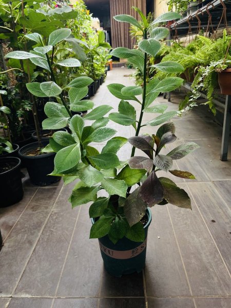 سينادينيم (نبتة الحب أو صبار أفريقي)