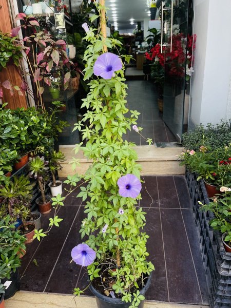 ست الحسن (آيبوميا / مجد الصباح)