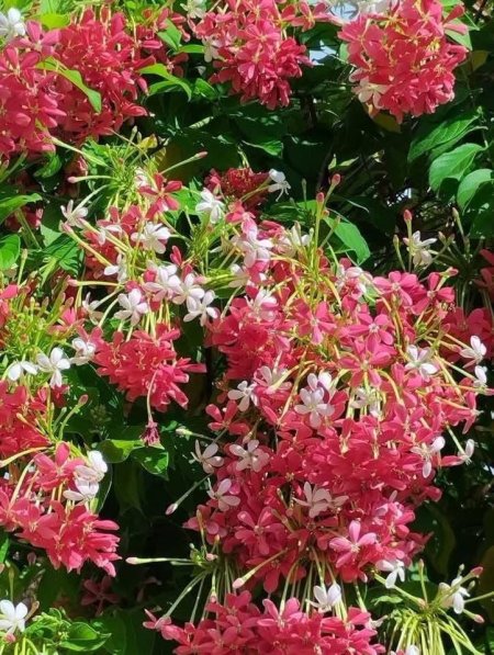 ياسمين احمر