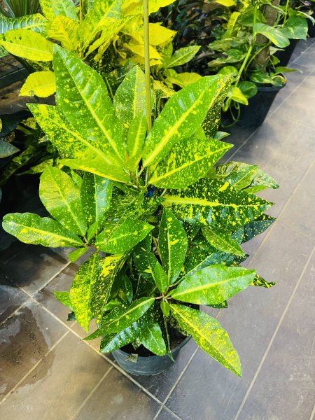 كروتون (الذهب )