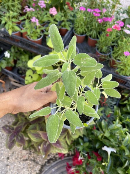 ميرمية ، شجيرة