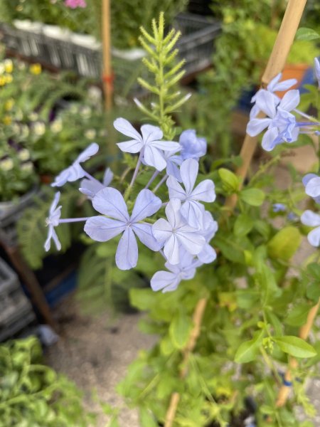 برمباجو (ياسمين أزرق)