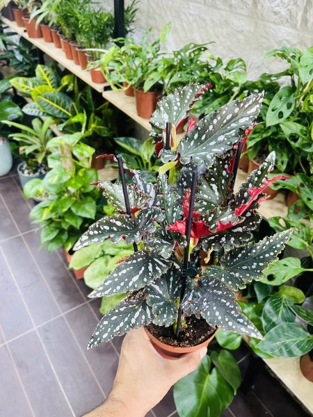 بيجونيا ( مكولاتا )