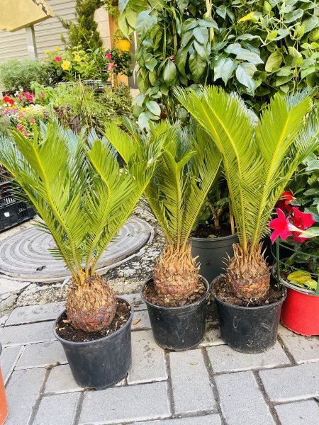 سيكاس (نخيل السيكاس)