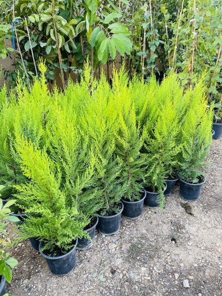 سرو الليمون (غولدن كرست)