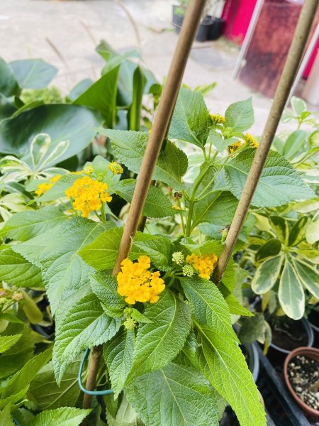 لانتانا (أم كلثوم)