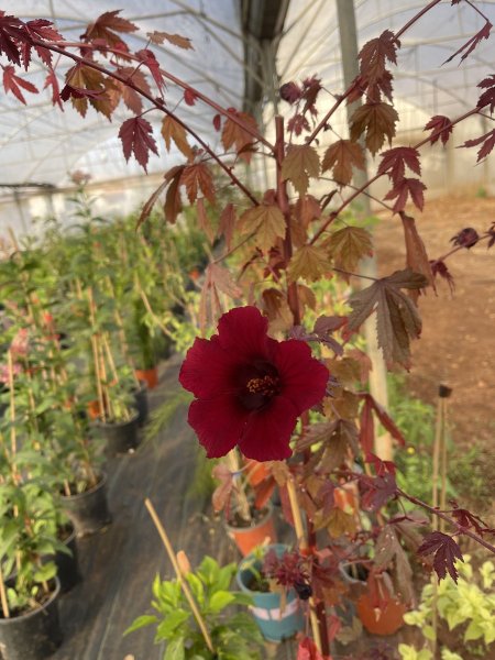 كركديه الزينة