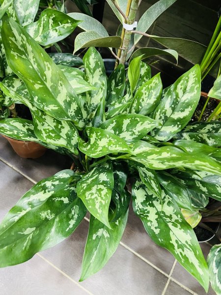 اجلونيما ( سلفر كوين )