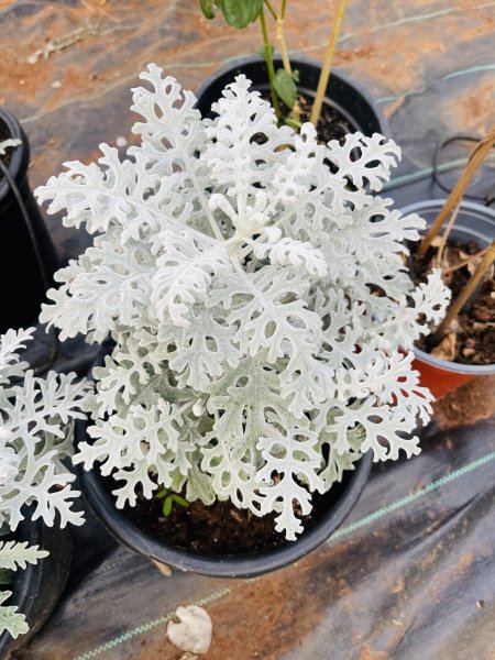 سلفيا فضية (سيسينيو فضي)