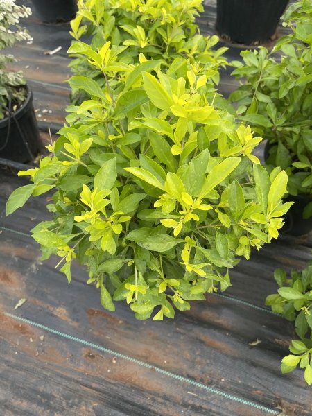 دورنتا اصفر