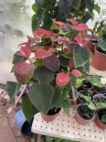 بنت القنصل (بونسيتيا ,كريسماس )