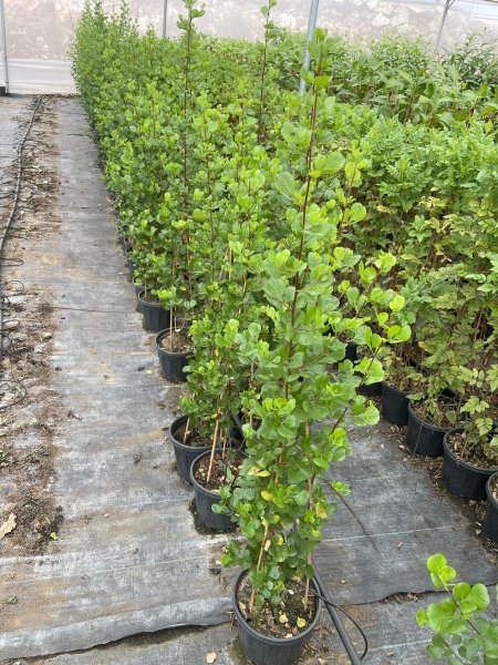 أوجو (إيفونيموس أخضر)