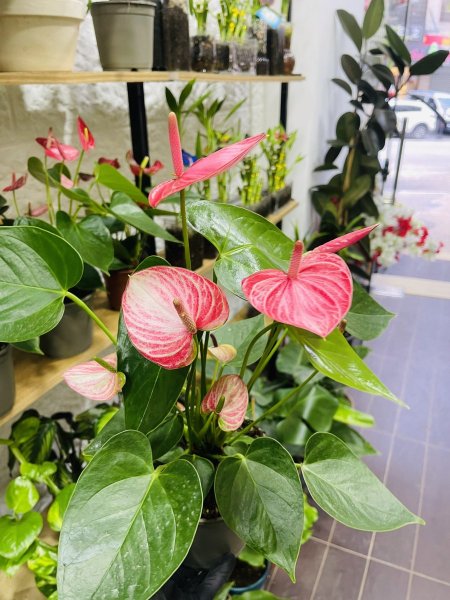 انتوريوم زهر موشح