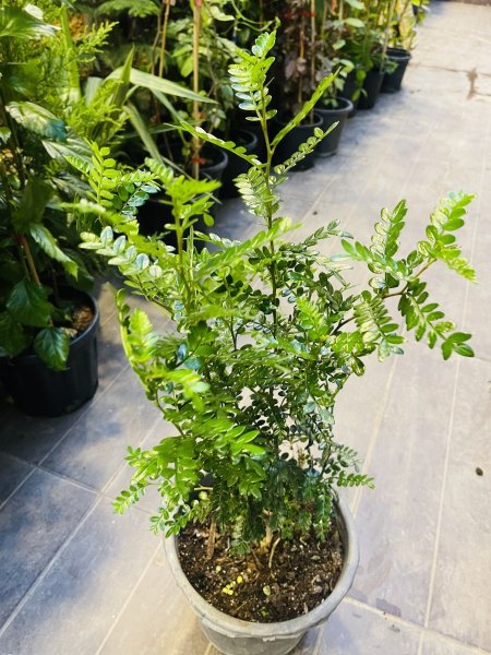 بخور هندي (أو فلفل بوريكي).