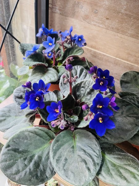 البنفسج الافريقي