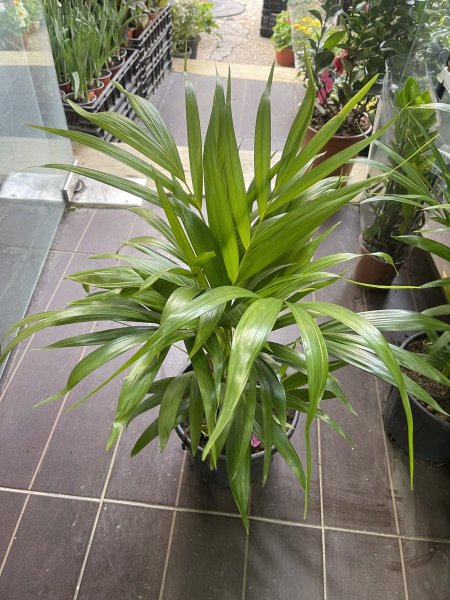 نخل الاريكا