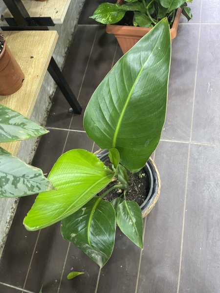 عصفور الجنة ( بنانا )