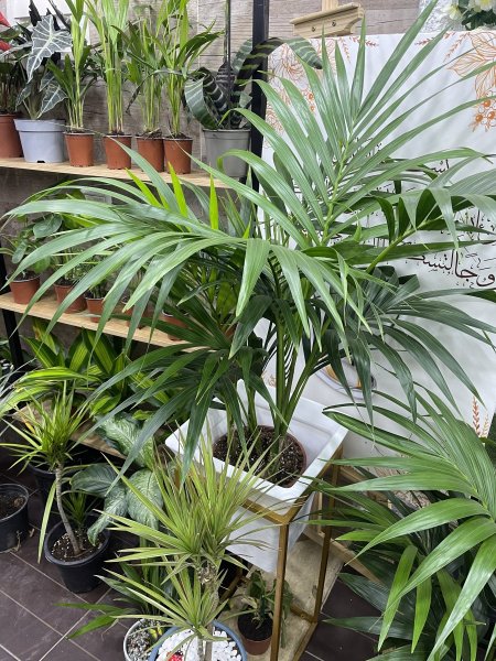 نخل الكينتيا