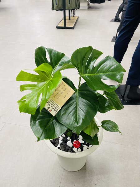 مونستيرا ( القفص الصدري )