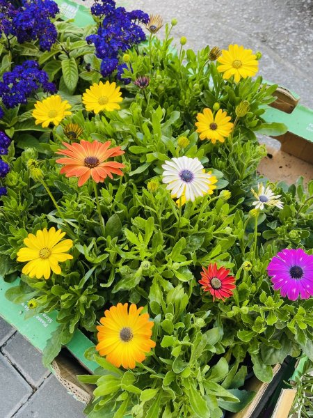 مارغريت ( كارميد ، اللؤلؤة الافريقية )