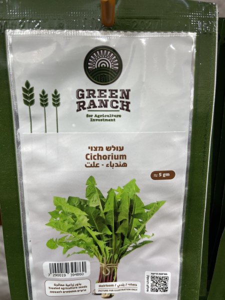 هندباء - علت