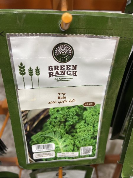 كيل - كرنب اجعد