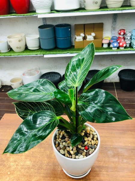 فيلوديندرون بيركن